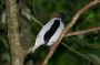 Trinidad2005 - 099 * Bearded Bellbird.